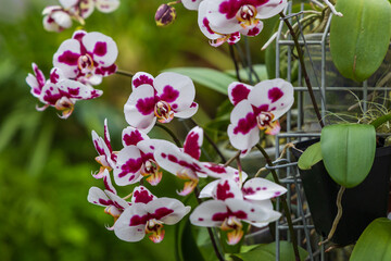 Rare Orchid flowers. Colorful Orchid flowers