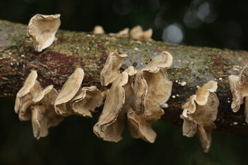 mushrooms on a tree