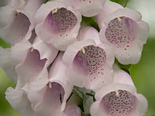 Closeup of bright pink foxglove flowers - digitalis