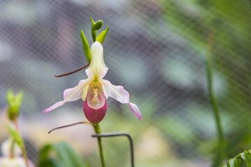 Obraz premium Rare Orchid flowers. Colorful Orchid flowers