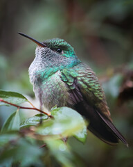 hummingbird
