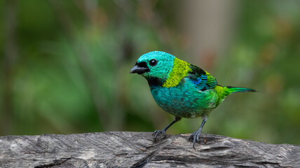 blue bird on a branch
