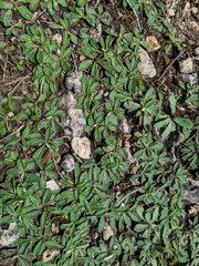 Mouse-ear-hawkweed (Hieracium Pilosella) growing on the ground on rocks and dirt