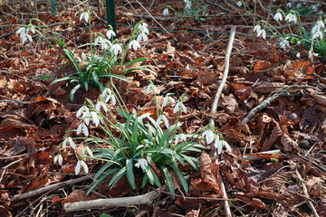Snowdrops Blooming Among Fallen Leaves