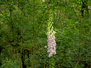 Bright pink foxglove flowers in a green summer forest, selective focus - Digitalis  © Kristof Lauwers