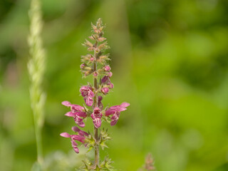 Obraz premium Purple Hedge woundwort flower in the forest, selective focus with green bokeh background - Stachys sylvatica 
