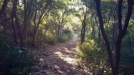 Naklejka premium Glowing hiking trail through a dense forest, vibrant sunlight breaking through trees, peaceful and refreshing