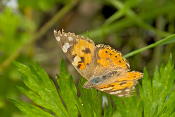  Painted lady butterfly,sitting with open wings closeup - Vanessa cardui 