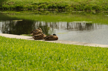 Three ducks sitting on the edge of a curved seawall on the left. Over retention pond. Looking to the right. Reflections in the water. Green grass in the background. 
