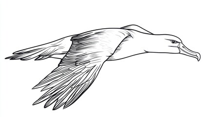Line art drawing of an albatross in flight. (4)