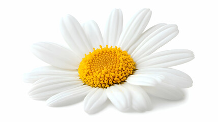 Fototapeta premium A close-up of a daisy flower, showcasing its bright yellow center and soft white petals