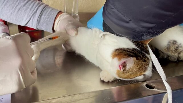 Inyecci&oacute;n de anestesia a un gato color blanco con manchas cafes y negras, donde insertan la aguja por una de sus patas, mientras dos manos la sostienen.