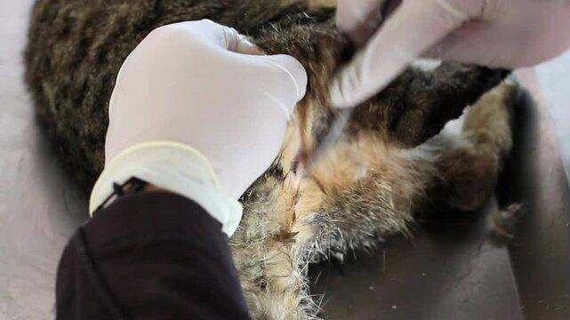 Gato pardo anestesiado, siendo desinfectado y rasurado para ser esterilizado, visto desde atr&aacute;s.