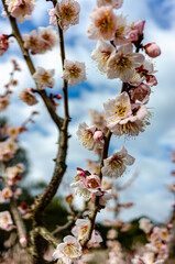 梅の花と青空