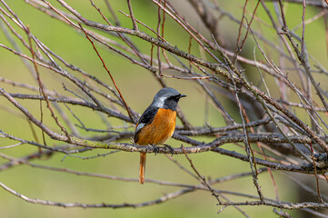 ジョウビタキ（オス）