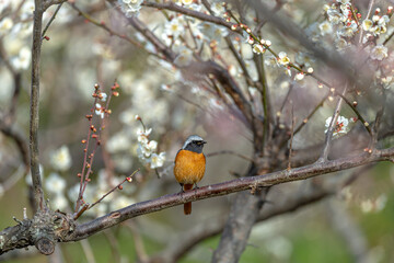 ジョウビタキ（オス）と梅の花