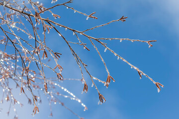 Icy Branches of a River Birch Tree Against a Blue Sky
