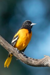 Close Up of a Baltimore Oriole Perched on a Tree Branch against a Blue Background