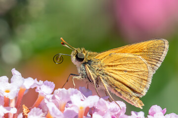 Close Up of a Skipper Butterfly