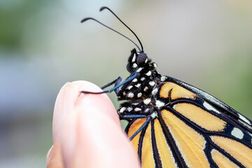 Close Up of a Monarch Butterfly on a Person&rsquo;s Finger