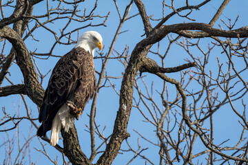 A Bald Eagle Perched in a Tree with Bare Branches against a Blue Sky