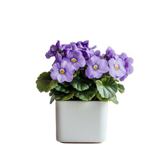 A vibrant African Violet in a square ceramic pot adds color to any indoor space, African Violet plant displayed in square ceramic pot isolated on solid transparent background