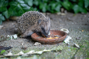 hedgehog on the ground