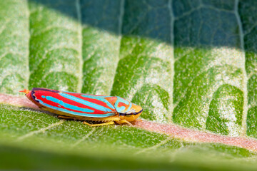 Close Up of a Candy-Striped Leafhopper on a Leaf