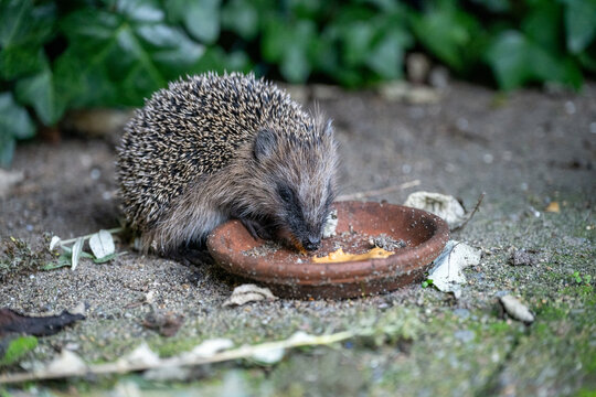hedgehog on the ground