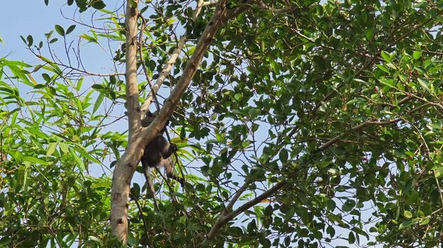 Long-tailed macaque on tree