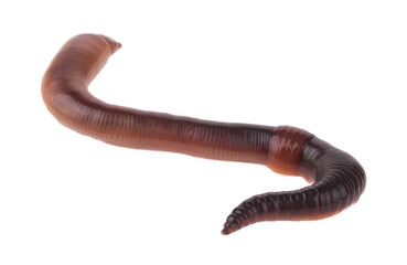 Worm isolated on white background.