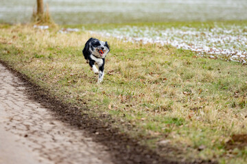 Boder Collie spielt mit einem orangen Ball im Winter 