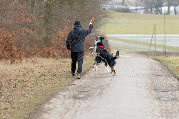 Mann spielt mit zwei Hunden, Border Collie mit rot schwarzem Geschirr spielen mit einem orangen Ball und einem Ballwerfer auf einer Straße am Wald im Winter an einem kalten Tag 