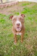 Cute brown American Pit Bull terrier dog sitting in grass smiling at camera showing teeth
