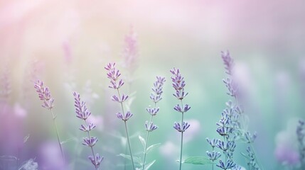 Obraz premium Soft pastel gradient with lavender and mint green tones, subtly blending with a blurred texture for a calm and ethereal mood