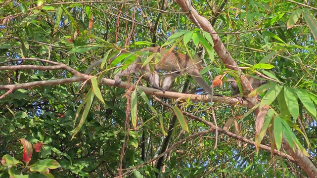 Long-tailed macaque on tree