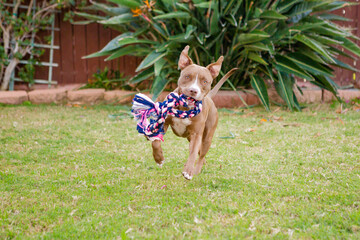 Cute brown American Pit Bull terrier dog playing with toy rope in grass