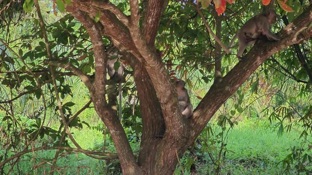 Long-tailed macaque on tree