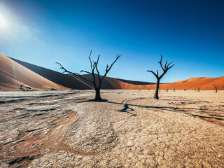 Sossusvlei's Deadvlei In Namibia: ancient trees on white clay pan