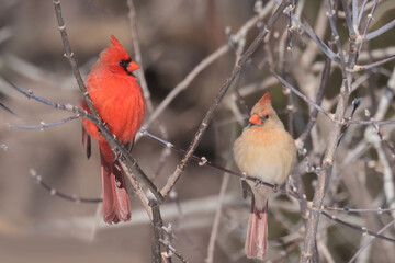 Cardinals in Winter