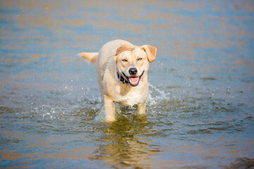 Happy tan and white mixed breed dog playing in water at lake shore smiling looking at camera