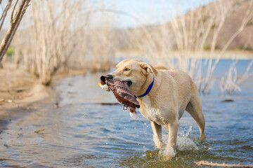 Happy tan and white mixed breed dog playing in water at lake shore holding toy duck in mouth 