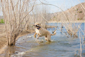 Happy tan and white mixed breed dog playing in water at lake shore holding stick in mouth while jumping