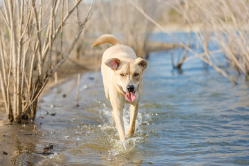 Happy tan and white mixed breed dog playing in water at lake shore chasing looking at camera smiling