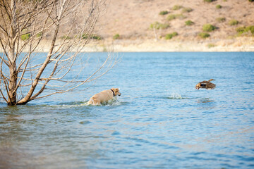 Happy tan and white mixed breed dog playing in water at lake shore chasing after a flying duck