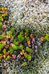 Close-up of moss and small plants growing on lava field in Berserkjahraun, Snæfellsnes Peninsula, West Iceland.
