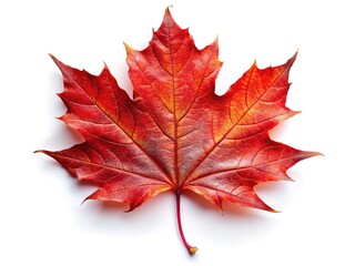 Fototapeta premium AI-generated autumn panorama. Crimson maple leaf on white.