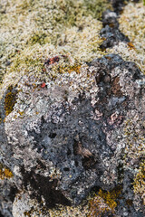 Close-up of moss and small plants growing on lava field in Berserkjahraun, Snæfellsnes Peninsula, West Iceland.