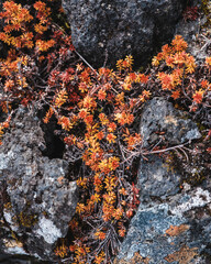 Vibrant autumn-colored plants growing on mossy lava rocks in Berserkjahraun, Snæfellsnes Peninsula, West Iceland.
