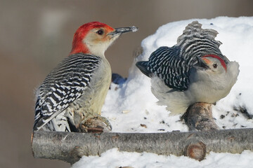 Red Bellied Woodpecker pair in winter